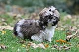 SHIH TZU 108